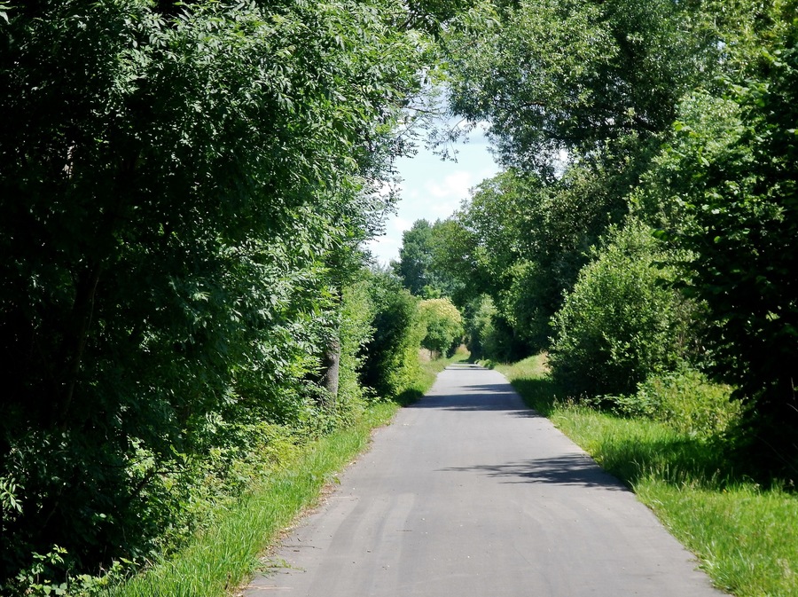 A narrow rural road flanked by dense green foliage.