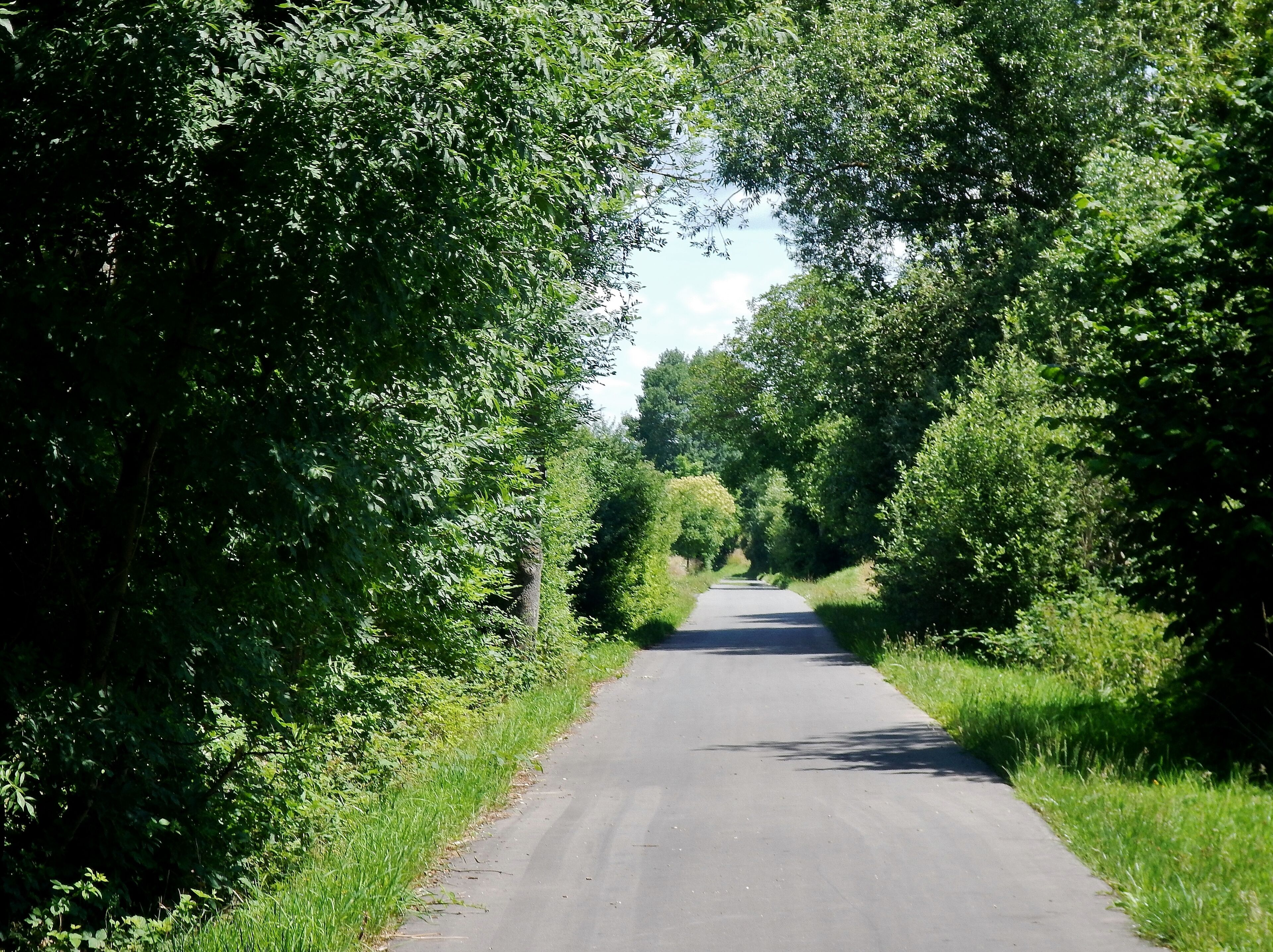 A narrow rural road flanked by dense green foliage.