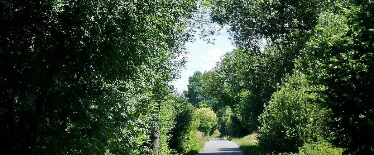 A narrow rural road flanked by dense green foliage.