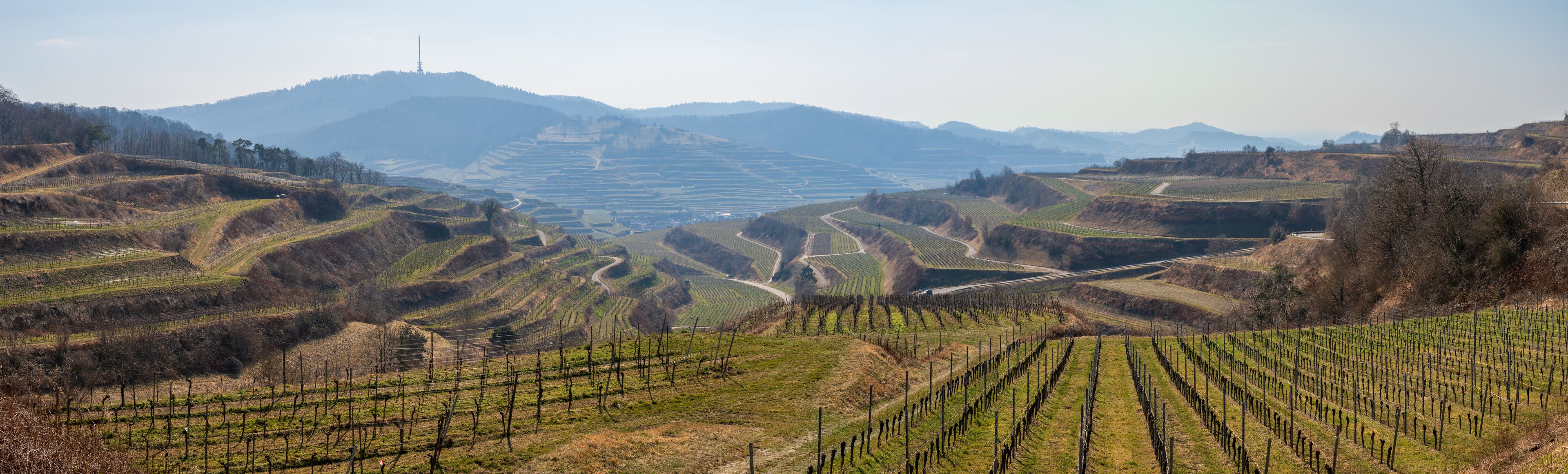 Weinberge im Kaiserstuhl