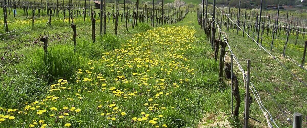 Ellmendingen Blick durch die Weinberge im Frühling