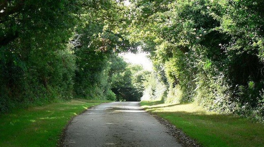 Lane, Kirthen Wood Farm. Looking towards Bosence Road, with morning sunlight (9:30) coming through the trees on the left.