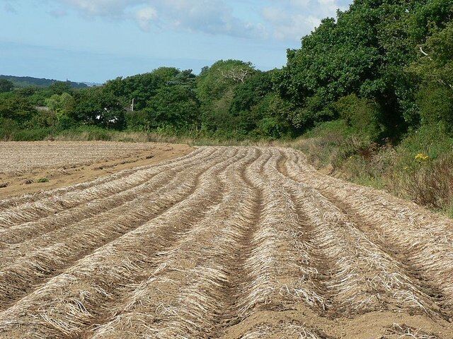 Potato field, south side of Bosence Road, Townshend.