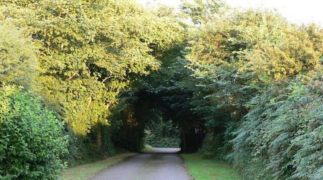 Looking towards Bosence Road, Townshend. The end of the private lane to Kirthen Wood Farm. There is a cattle grid in the shade of the trees, and Bosence Road beyond it.