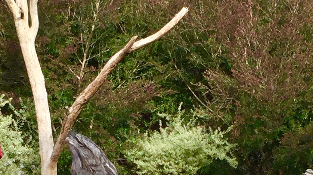 Can you spot me? Owl disguised as tree branch! Lots of fun close encounters with Aussie animals at this sanctuary. Evening tour is full of surprises too!