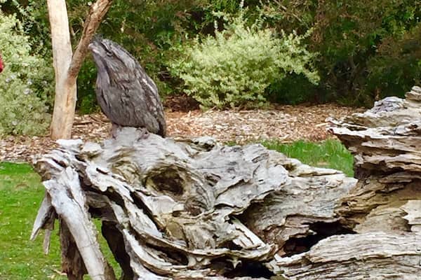 Can you spot me? Owl disguised as tree branch! Lots of fun close encounters with Aussie animals at this sanctuary. Evening tour is full of surprises too!