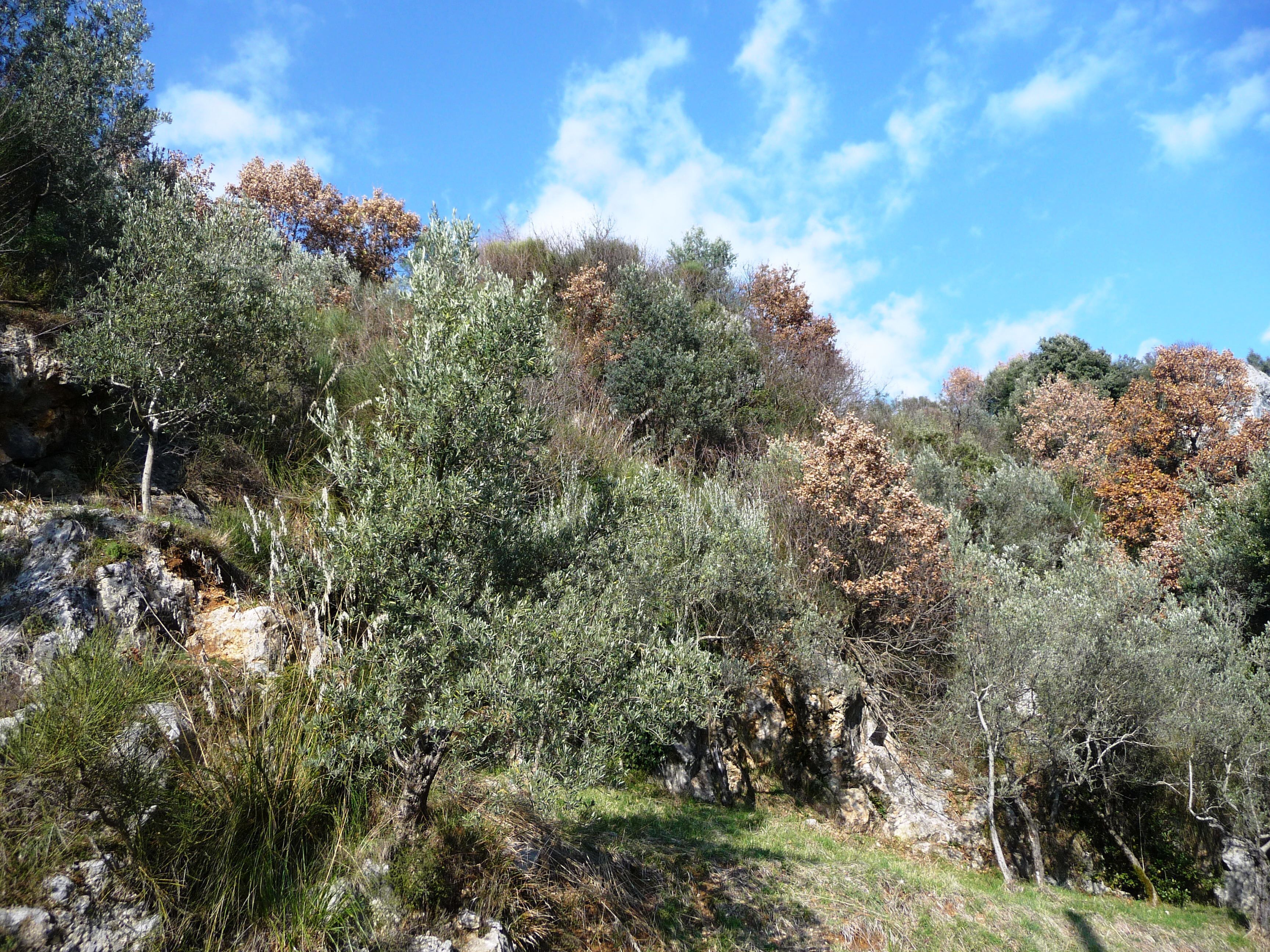 Il trionfo della natura d'inverno