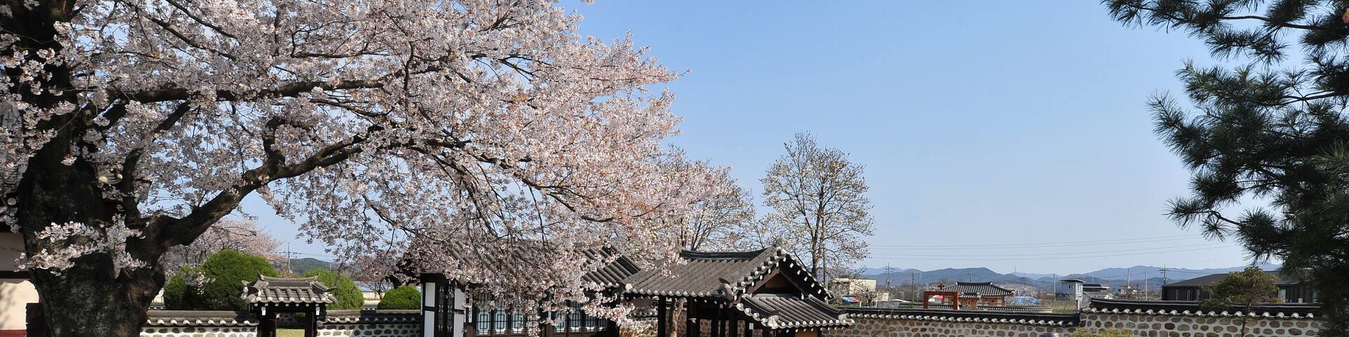 The spring scenery of Daeheung Dongheon in Yesan-gun, South Korea with cherry blossoms in full bloom.