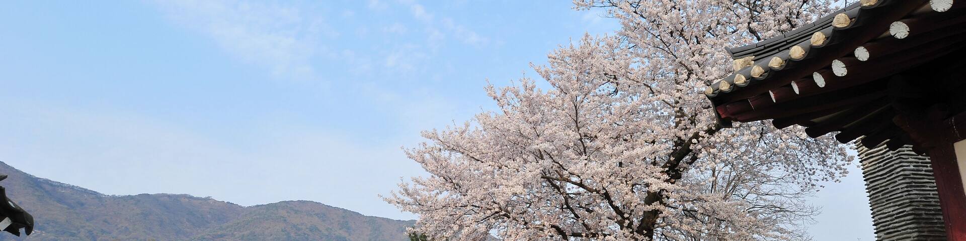 The spring scenery of Daeheung Dongheon in Yesan-gun, South Korea with cherry blossoms in full bloom.