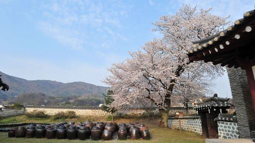 The spring scenery of Daeheung Dongheon in Yesan-gun, South Korea with cherry blossoms in full bloom.