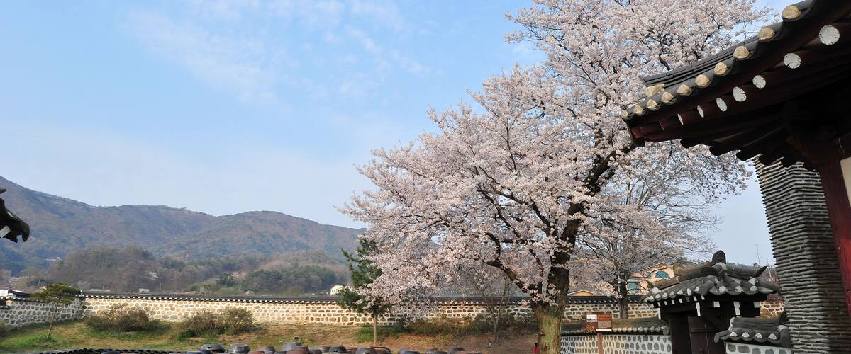 A traditional Korean gate with cherry blossoms, stone walls, and large pottery pots in a mountainous area.