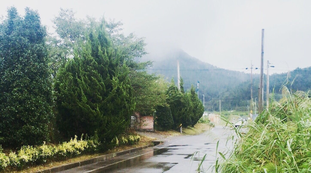 When it rains in the summer and the air is hot, mist covers the mountain in Nokdong, South Korea.