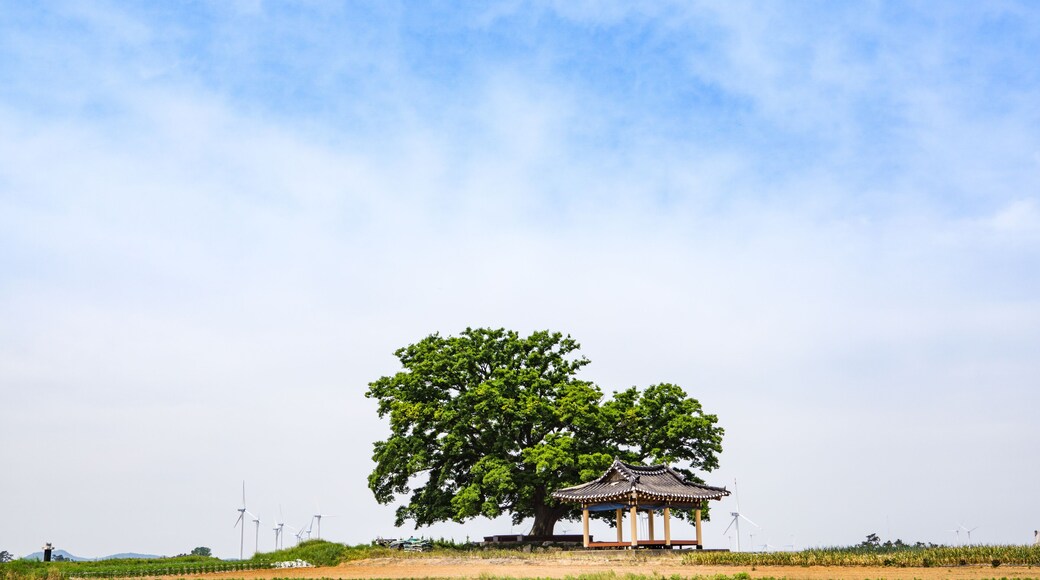 Zelkova and summerhouse Yeonggwang-gun, Jeollanam-do yaksuri