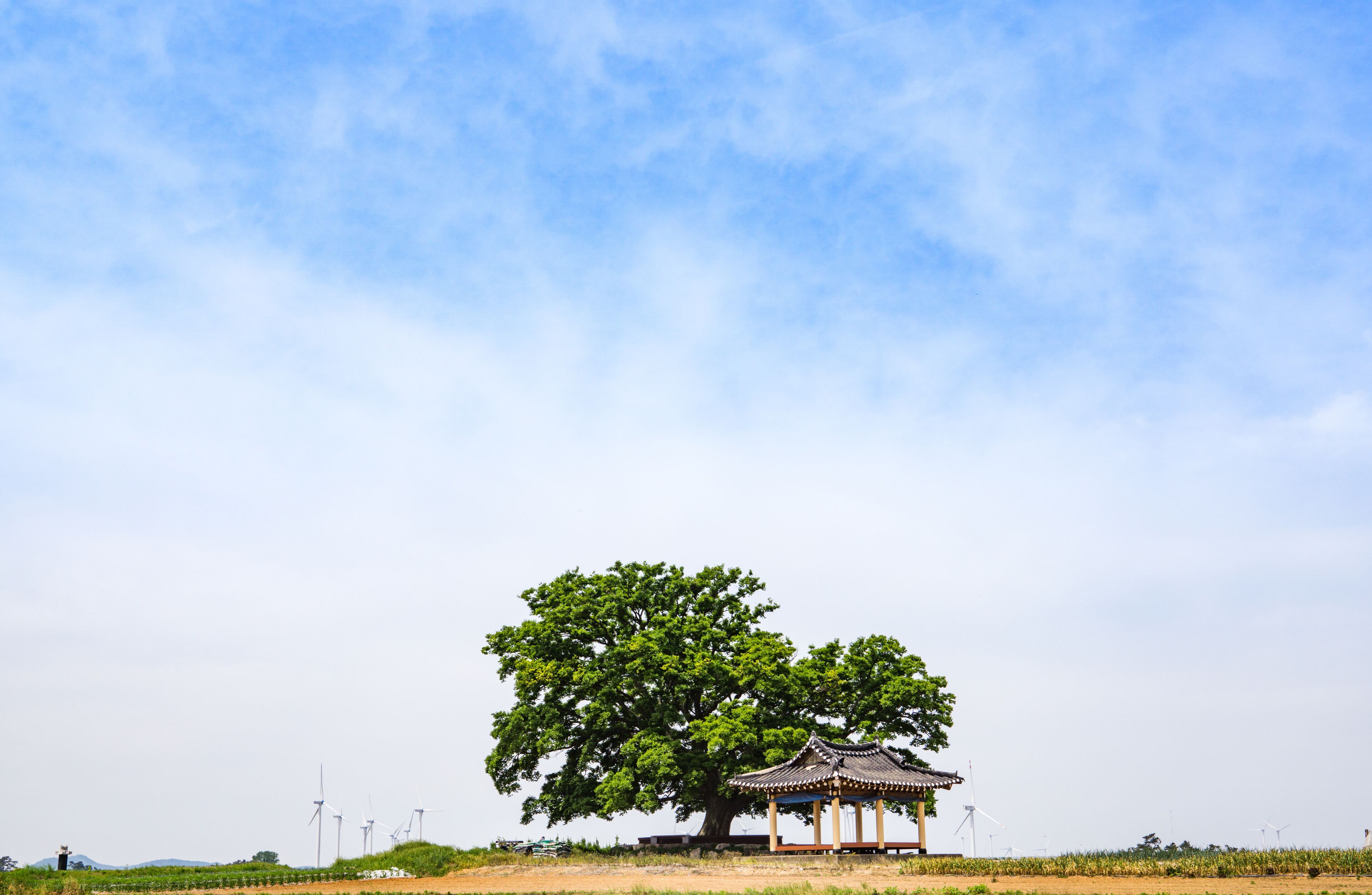 A large tree with a traditional pavilion in a field.
