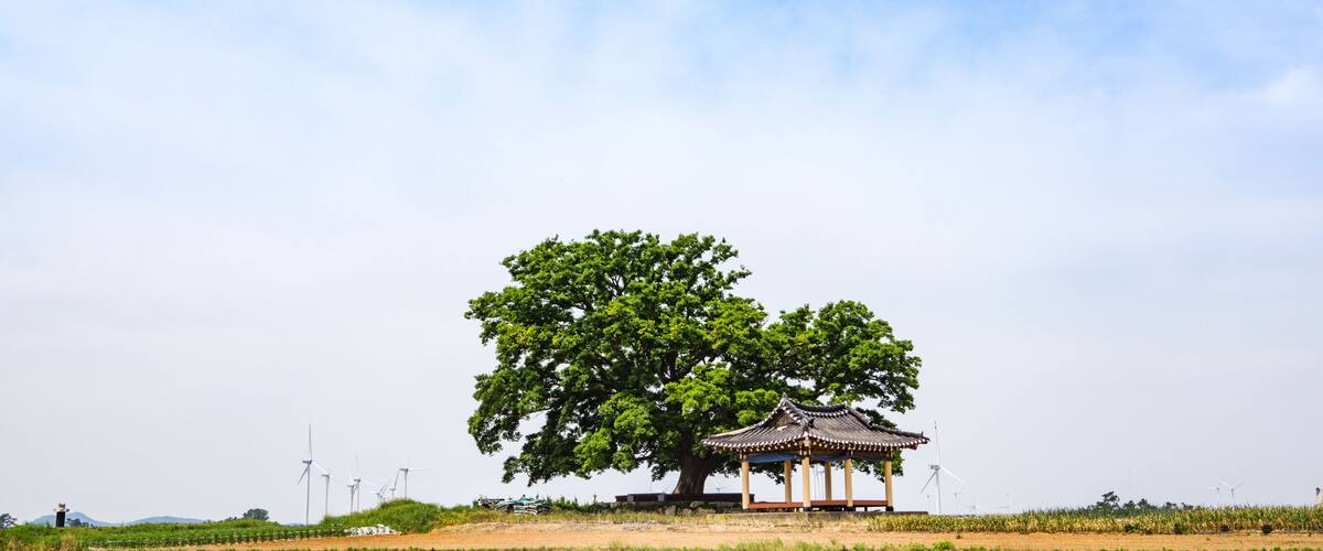 A large tree with a traditional pavilion in a field.