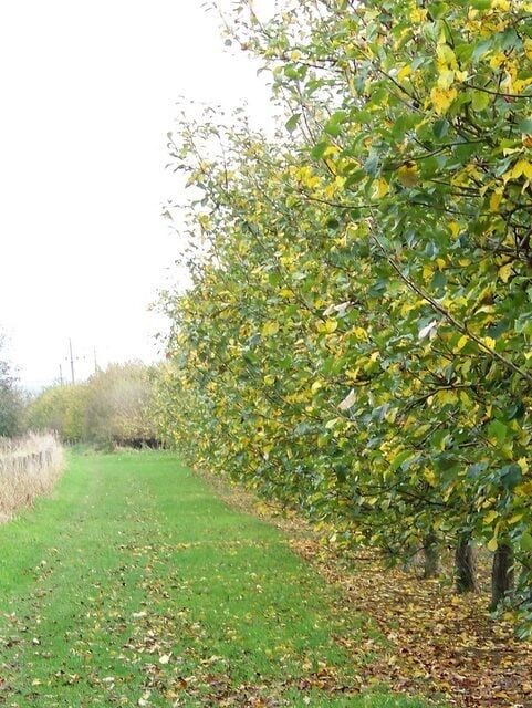 Footpath to Longburton The footpath takes walkers to Longburton Church.
