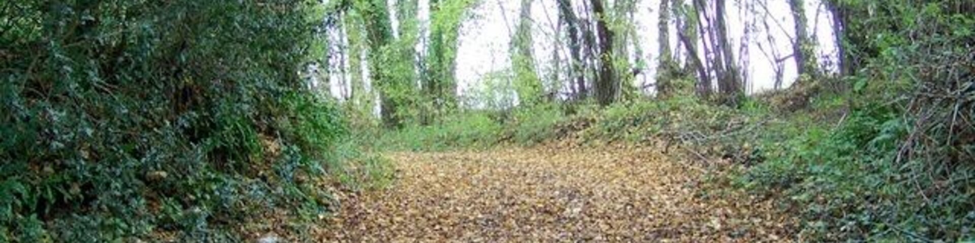 Un sendero en el bosque cubierto de hojas caídas.