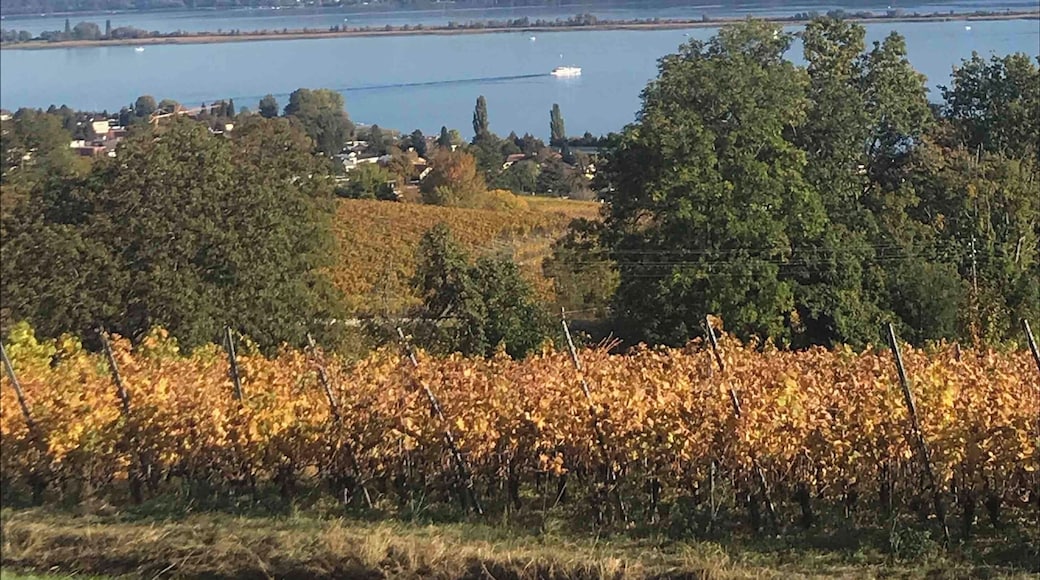 Wineries, sun and lake