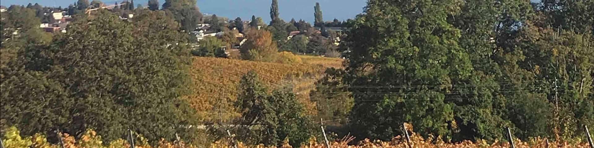 Wineries, sun and lake