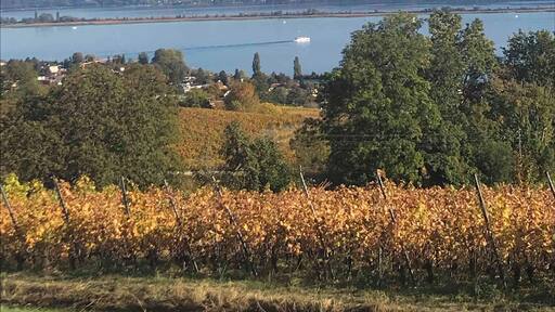 Wineries, sun and lake