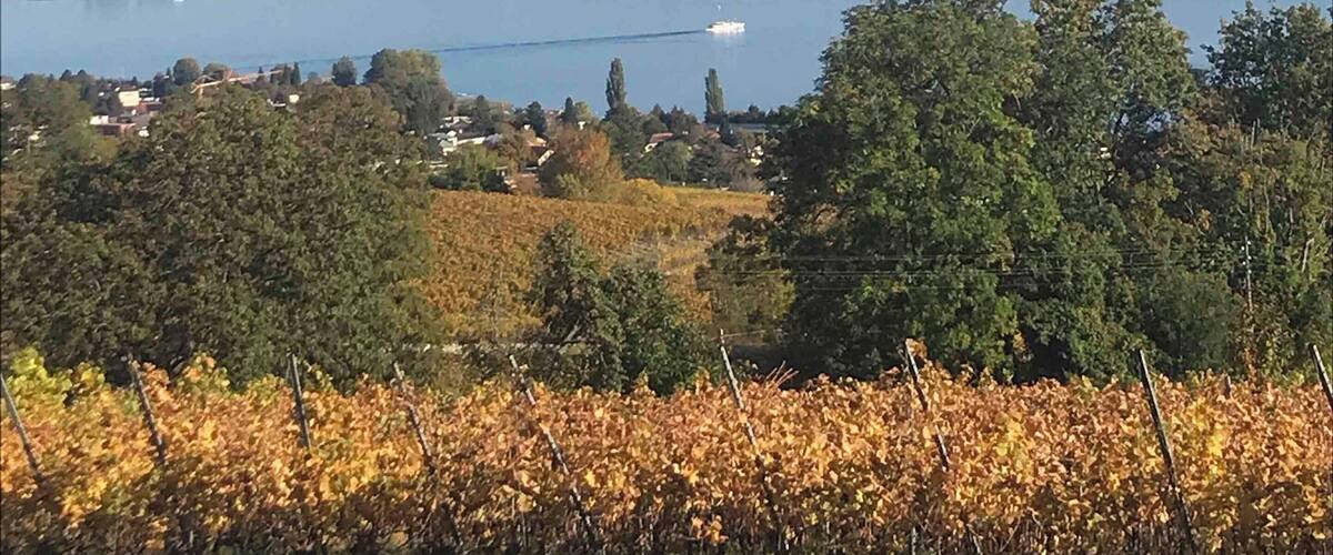 A vineyard with autumn foliage, a lake, and distant mountains.