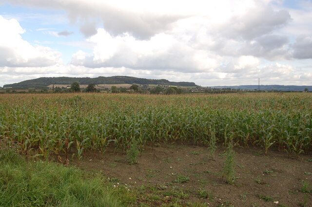 A cornfield with a distant hill range under a cloudy sky.