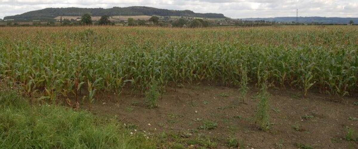 A cornfield with a distant hill range under a cloudy sky.