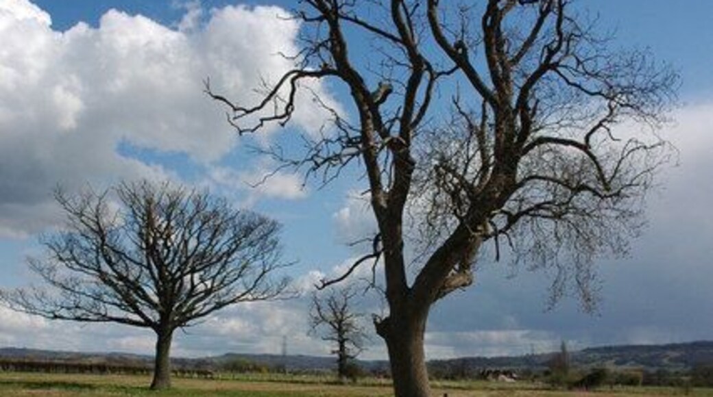 Trees near Little Washbourne Trees beside a footpath from Great Washbourne to Little Washbourne.
