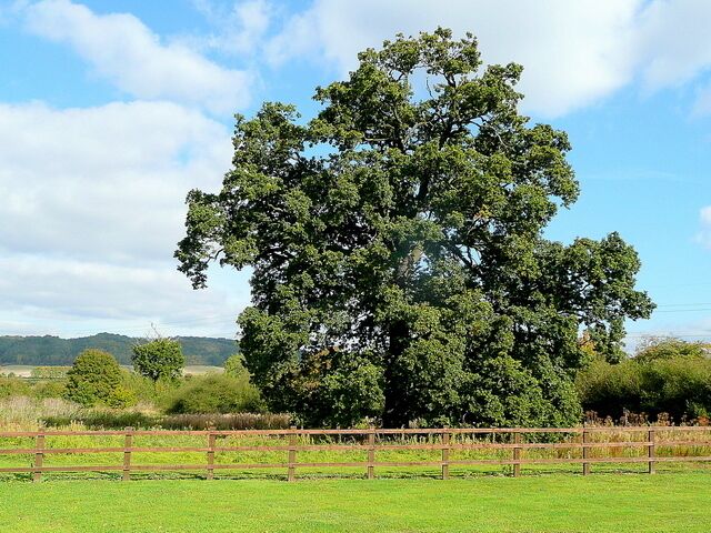 Oak by the Hobnails Inn A fine specimen adjacent to the pub car park by the B4077.