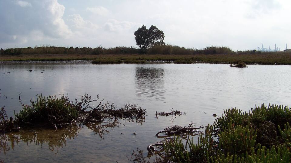 A calm body of water with sparse vegetation and a solitary tree in the distance.