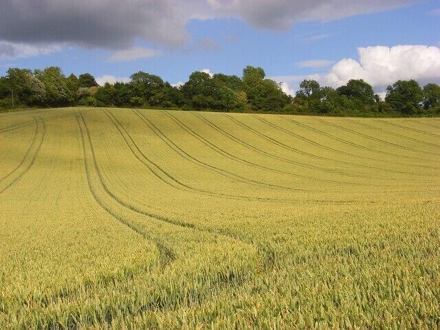 Wheat, Radnage The hillside rising to the east of Grange Farm Road.