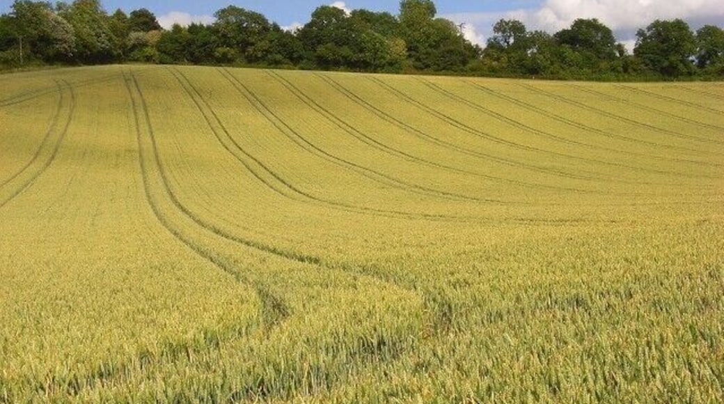Wheat, Radnage The hillside rising to the east of Grange Farm Road.