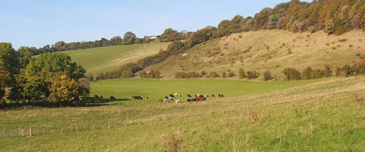Pasture, Radnage Viewed from the footpath at the edge of Yoesden Wood. The pale hillside to the right is the access land mostly in SU7898.
