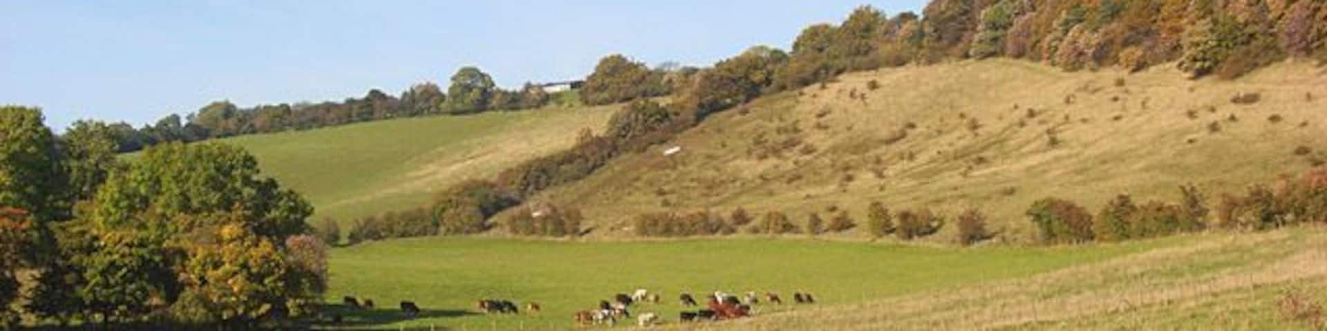 Pasture, Radnage Viewed from the footpath at the edge of Yoesden Wood. The pale hillside to the right is the access land mostly in SU7898.