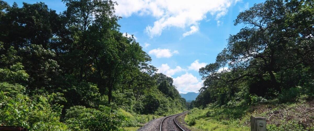 A railway track curving through a lush green landscape with dense trees on both sides.