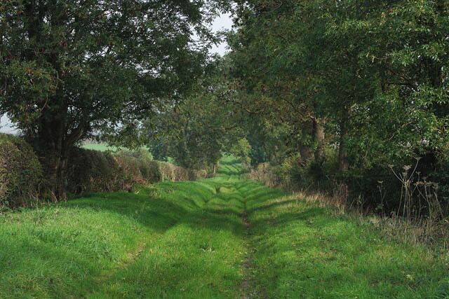 A grassy path with shadows cast by trees, surrounded by dense shrubbery.