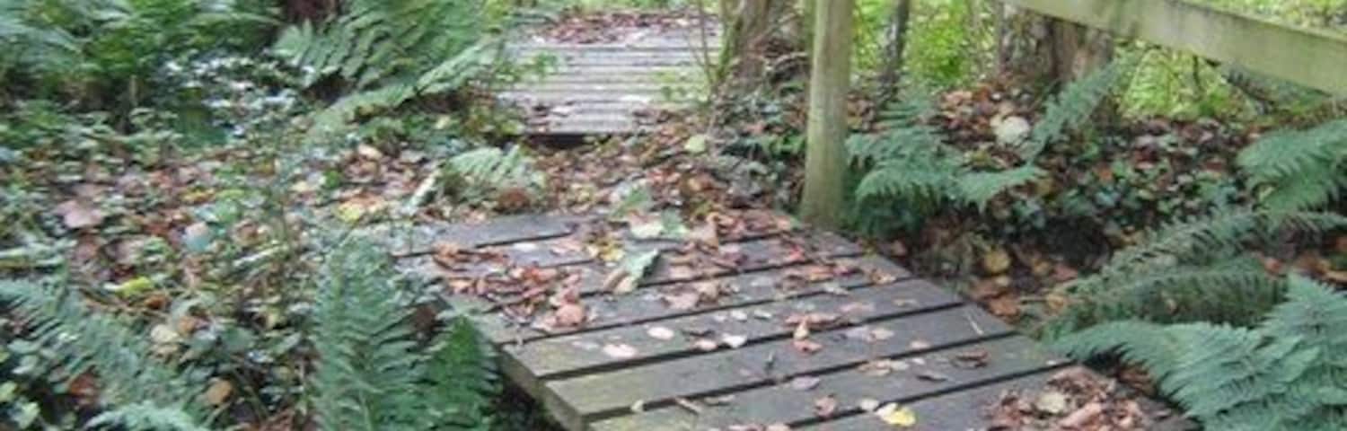 Footbridges over stream Footbridges making a better crossing over a Ford in a woodland