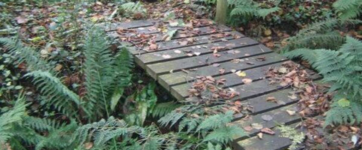 A wooden footbridge in a forested area with ferns and fallen leaves.