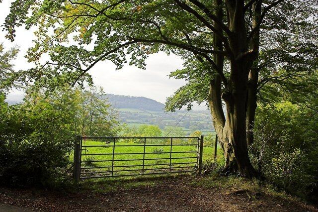 A rural landscape with a large tree, a metal gate, and a view of green fields and hills in the distance.