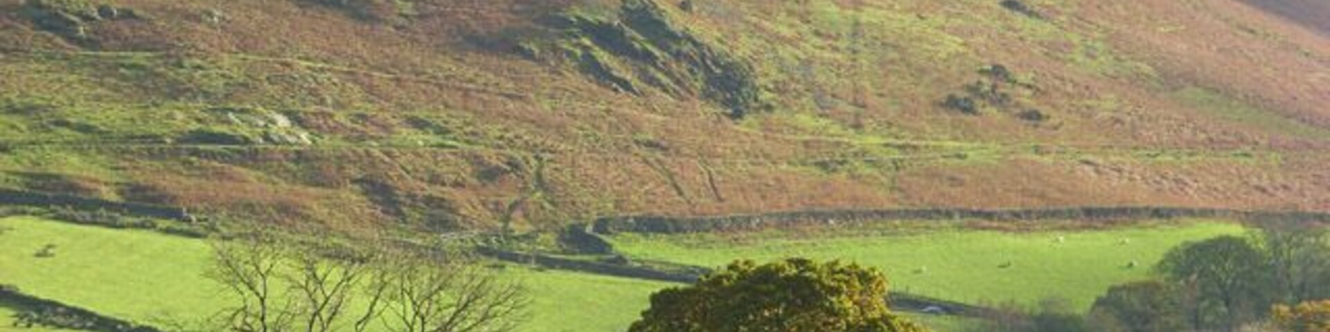 Pastures, Newlands Trees standing just above Newlands Beck beyond which rise the slopes of Maiden Moor.