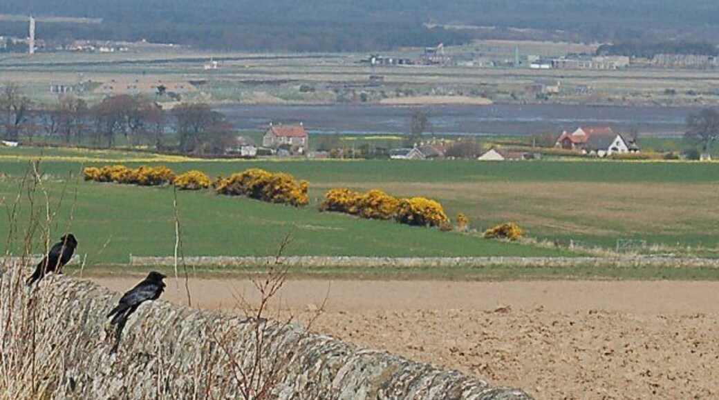 Twa Corbies, Strathkinness Two crows on a dyke surveying all they see. The Twa Corbies As I was walking all alane, I heard twa corbies makin a mane; The tane unto the ither say, "Whar sall we gang and dine the-day?" R Burns. View out towards RAF Leuchars, Kinsaldy and the Angus coastline.