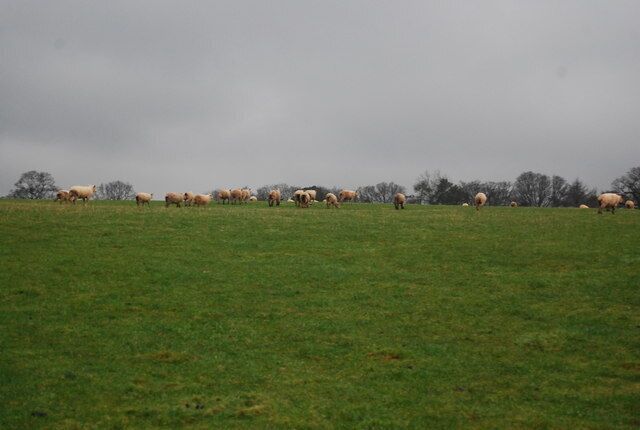 Sheep, Lawford Farm
