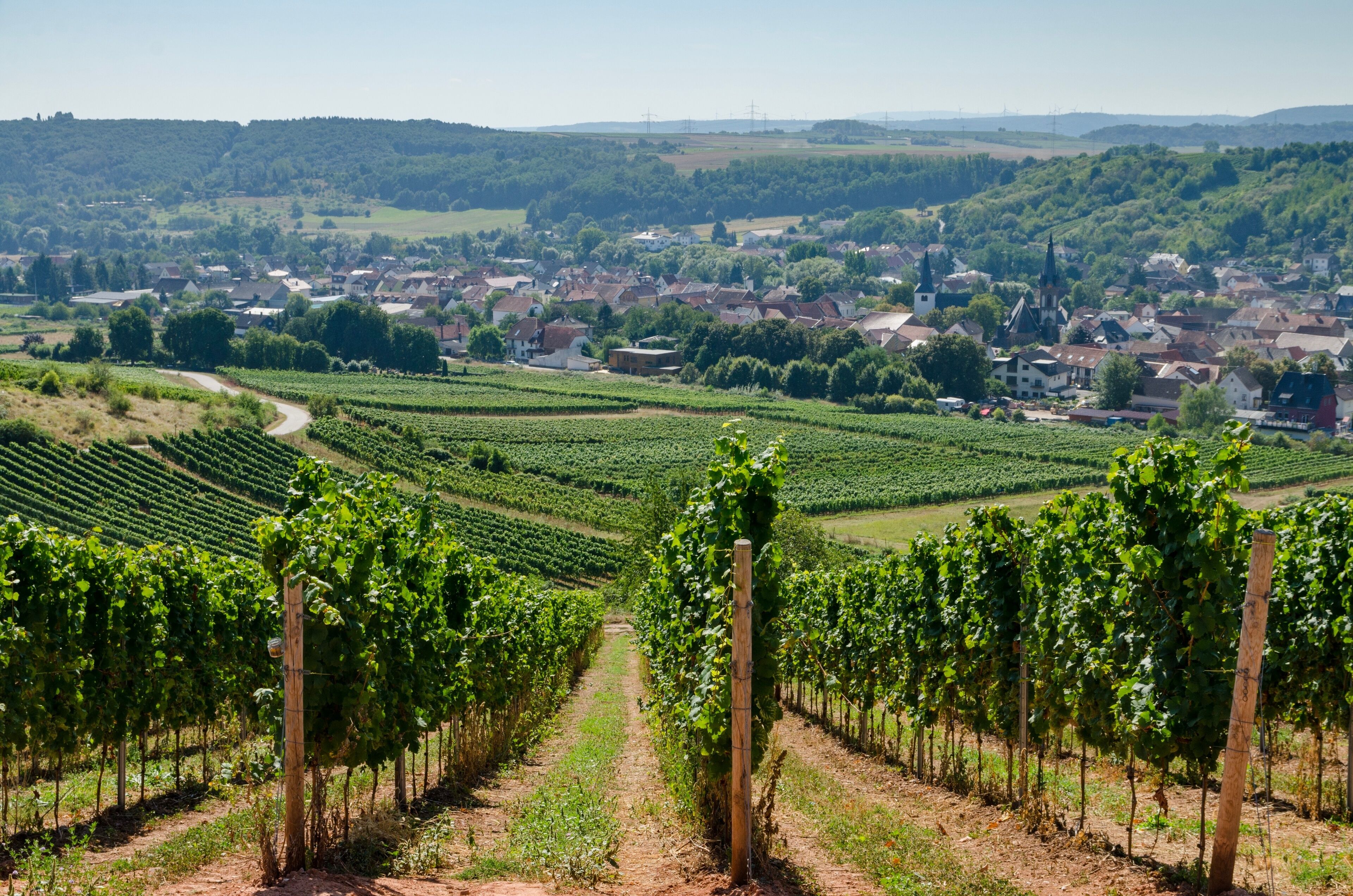 A vineyard with rows of grapevines and a town in the background.