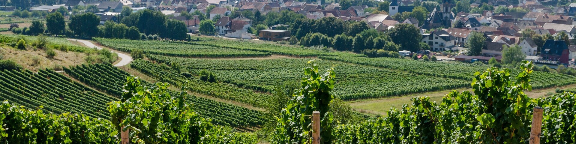 A vineyard with rows of grapevines and a town in the background.