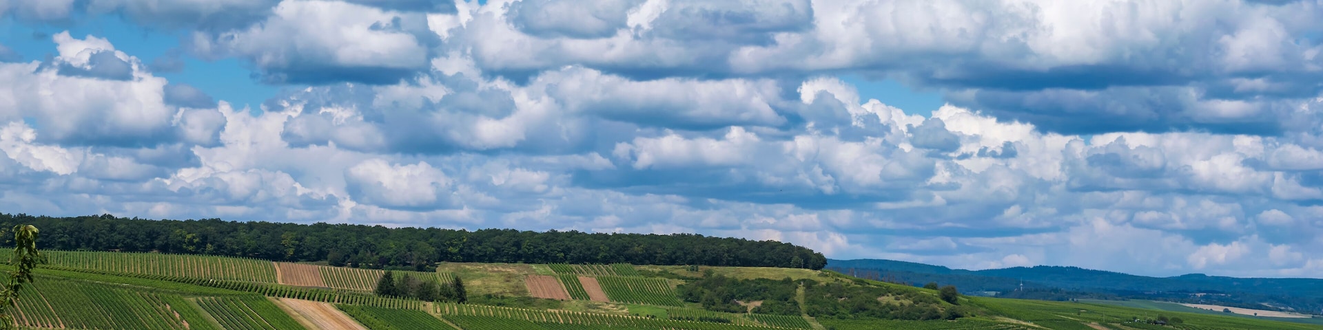 Paisaje de viñedo con hileras de vides bajo un cielo parcialmente nublado.