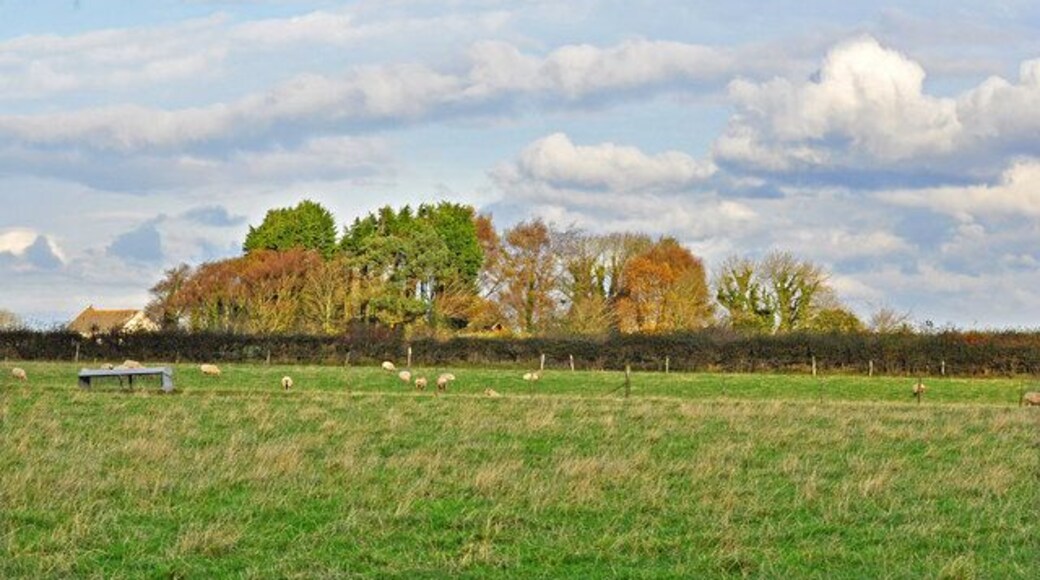 Mature copse - Sigingstone The copse serves the enclosed property as some protection from prevailing westerly winds that blow across this high point of the surrounding area.