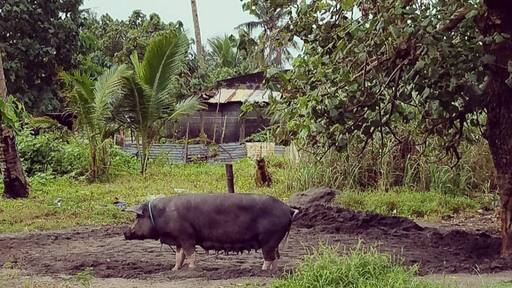 Usually in the province, people owns pigs. They breed pigs which can be a source of income. They sell meat and other pork products. One famous must try food in the Philippines is lechon- a roasted crispy pig stuffed with herbs, spices and condiments. It is skewered into a bamboo pole and cooked under heated coals. You will find lechon in almost all occasions in the Philippines. So yeah, meet our neighbor's pig.
Near our street is an old Jesuit seminary ruins. Our town Dulag was bombed by carrier planes from Oct 17-20,1944 during World War II. Dulag is known as the liberation town. American troops battled with Japanese forces, freeing our coastal town. #Culture