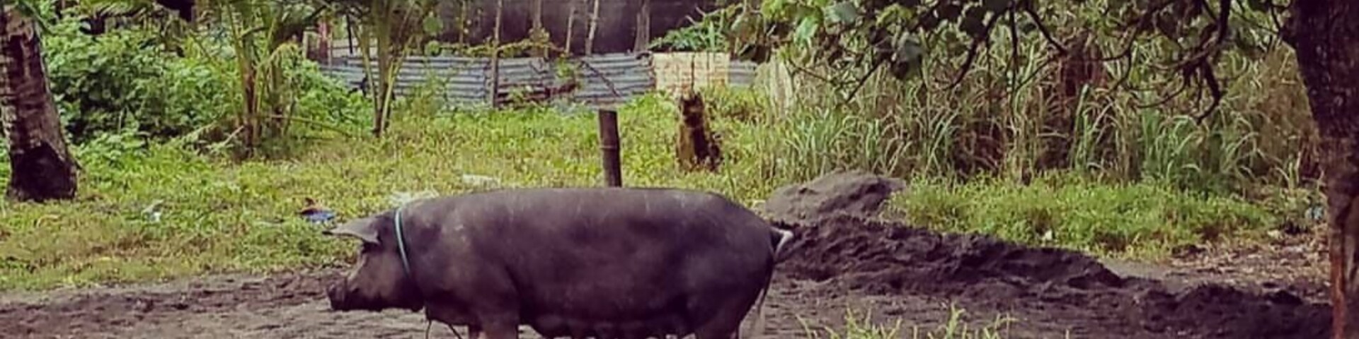 Usually in the province, people owns pigs. They breed pigs which can be a source of income. They sell meat and other pork products. One famous must try food in the Philippines is lechon- a roasted crispy pig stuffed with herbs, spices and condiments. It is skewered into a bamboo pole and cooked under heated coals. You will find lechon in almost all occasions in the Philippines. So yeah, meet our neighbor's pig.
Near our street is an old Jesuit seminary ruins. Our town Dulag was bombed by carrier planes from Oct 17-20,1944 during World War II. Dulag is known as the liberation town. American troops battled with Japanese forces, freeing our coastal town. #Culture