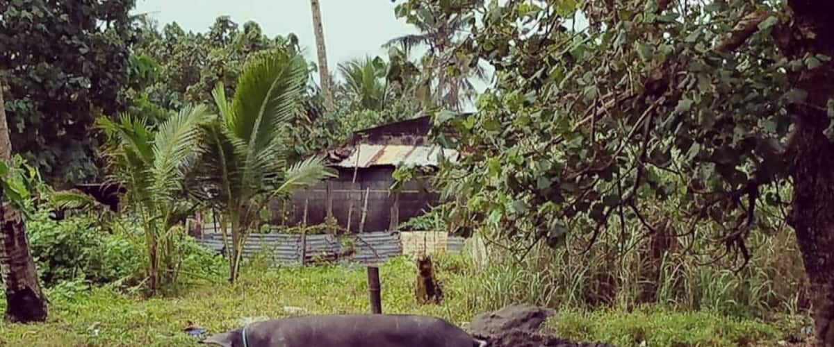 A pig in a muddy field with greenery and a small building in the background.