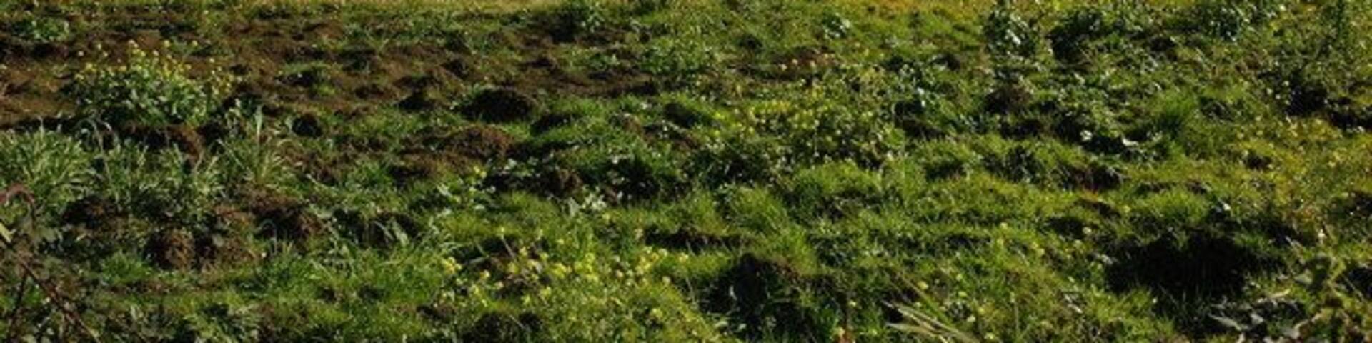 Nottingham Hill Nottingham Hill viewed from the Gotherington to Bishop's Cleeve road.